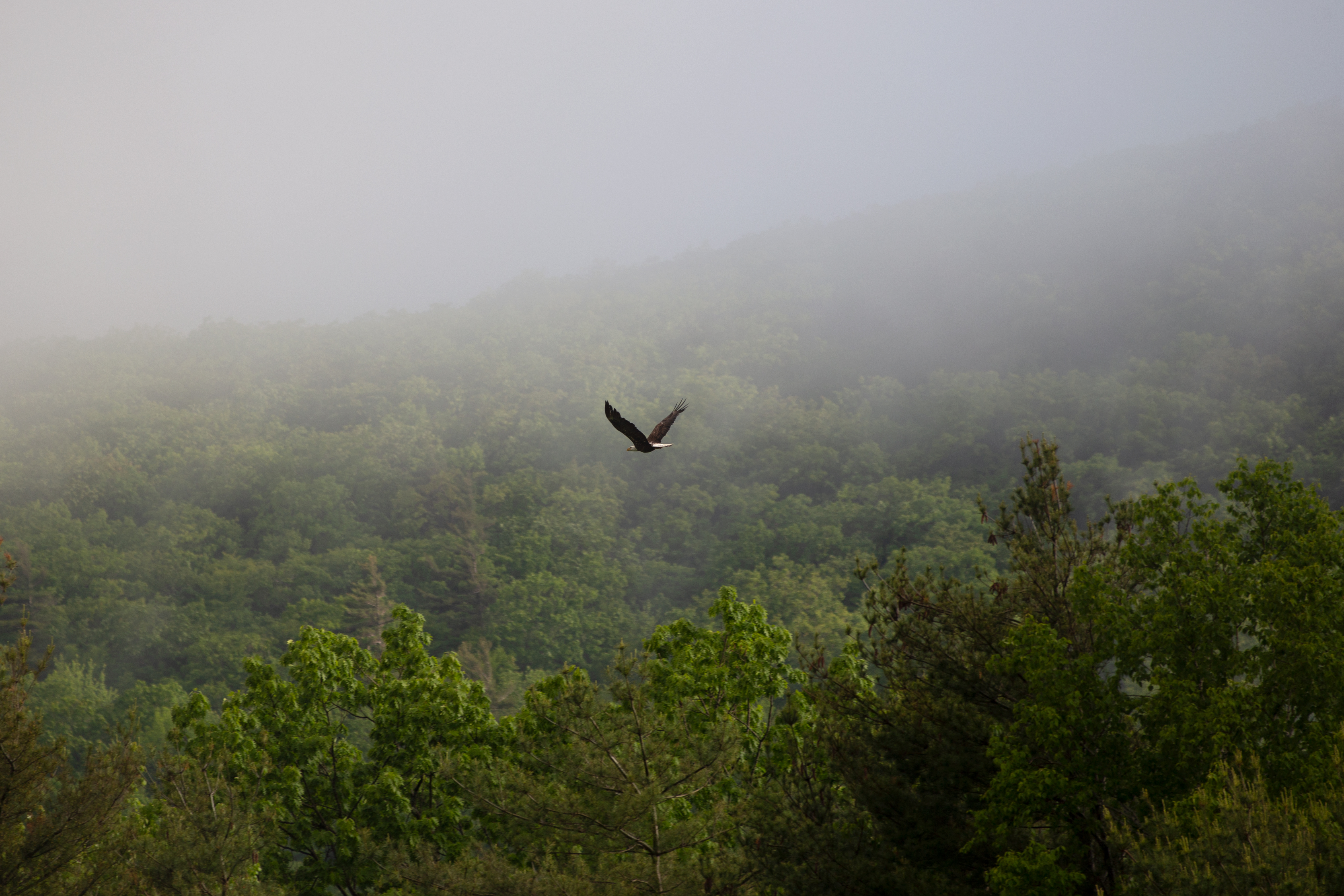 Сперва с горы летишь на них. Птицы над лесом. Летающая гора. Полет над лесом. Парящая птица.